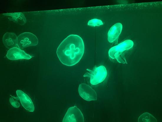 Qujiang Ocean World