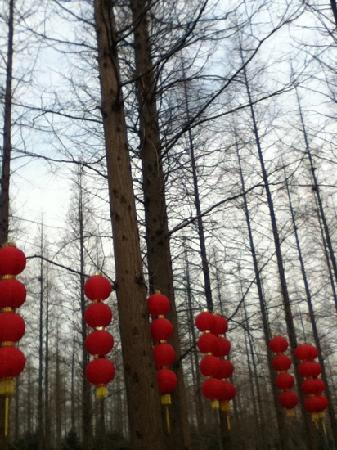 Chongming Dongping Forest Park
