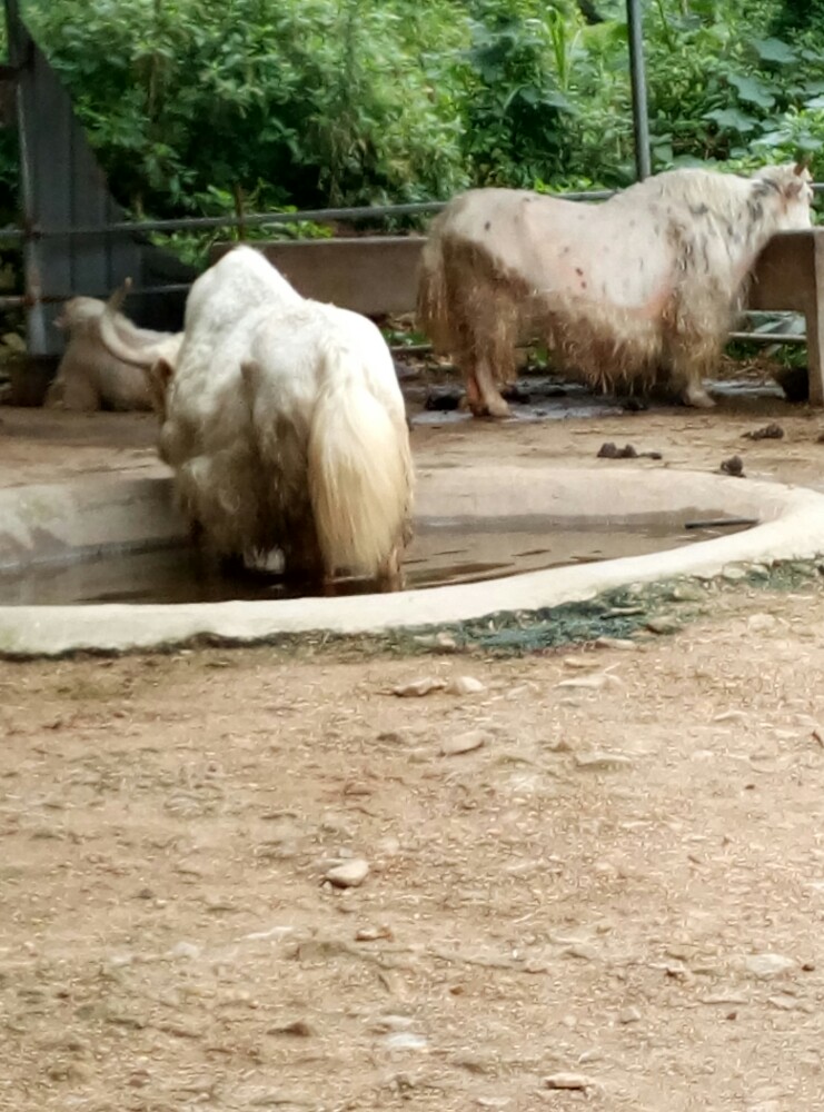 Wenling Zoo