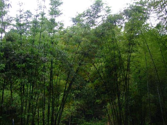 Wuling Bamboo Forest