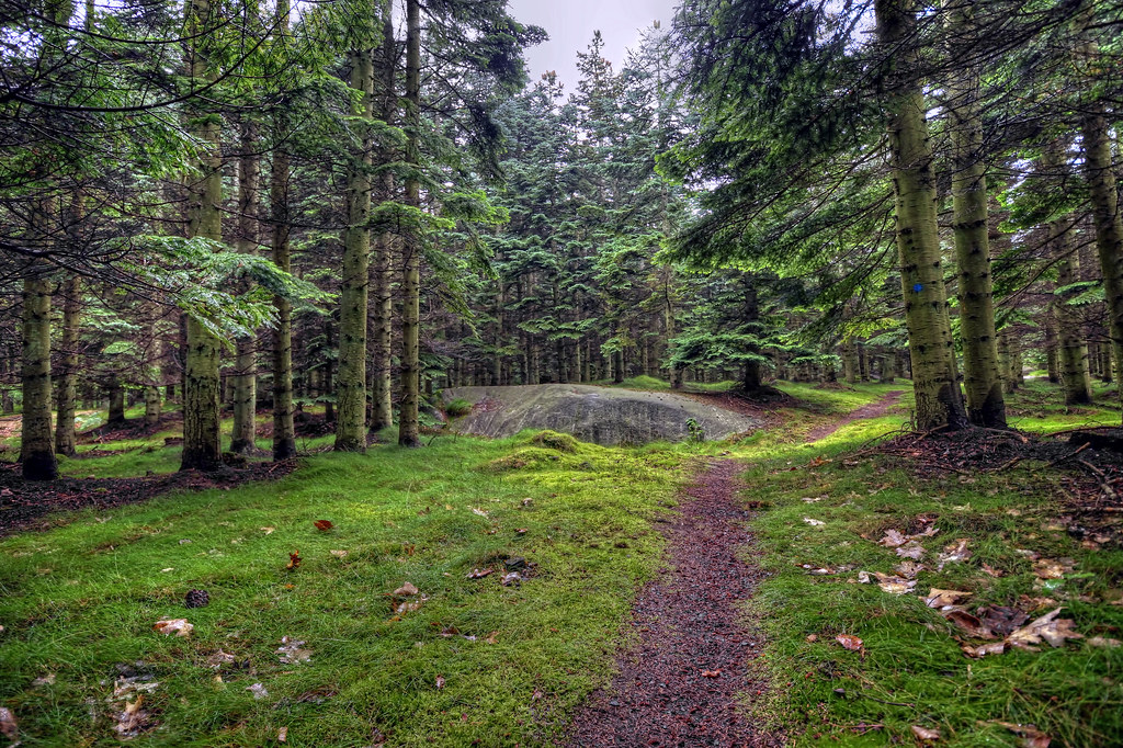 Almindingen Forest