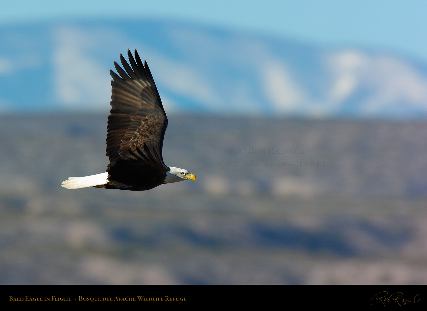 Boy Catching an Eagle in Flight