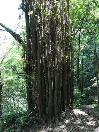 Tianmu Mountain