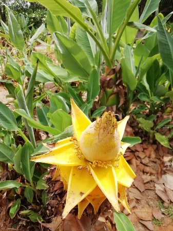 Tropical Flower Garden