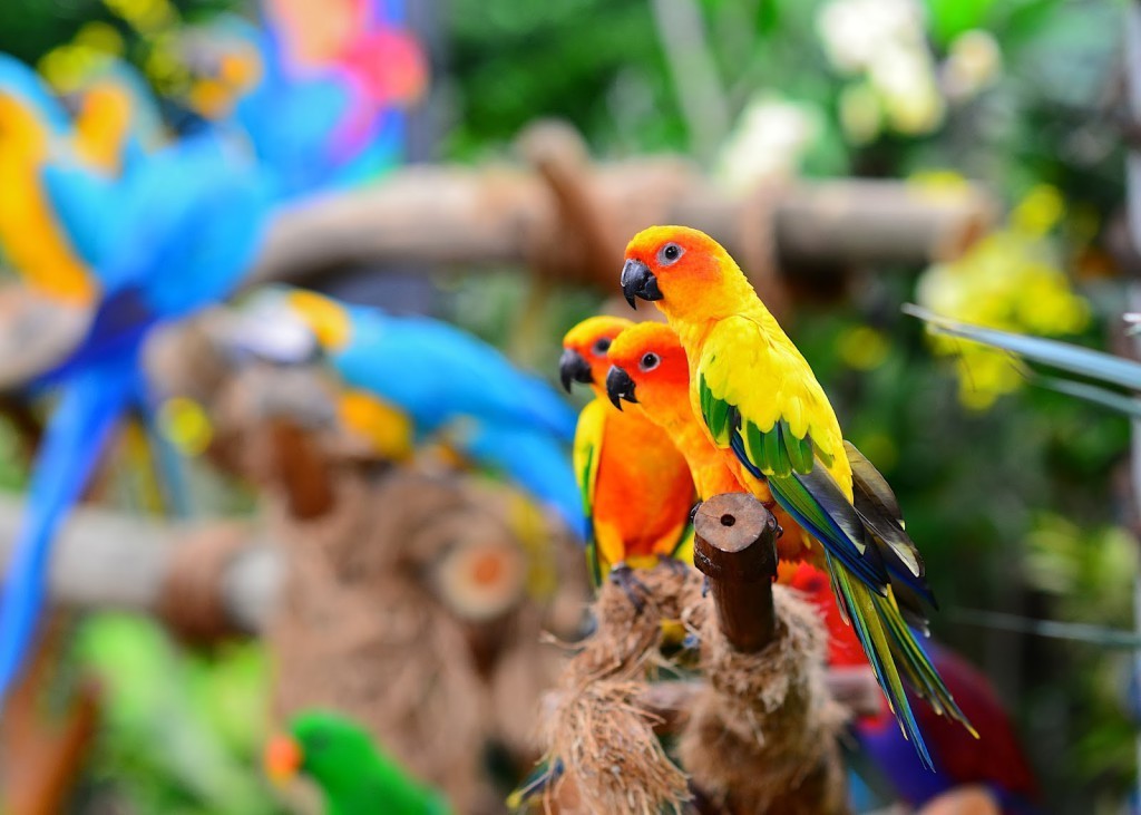 Birds Park