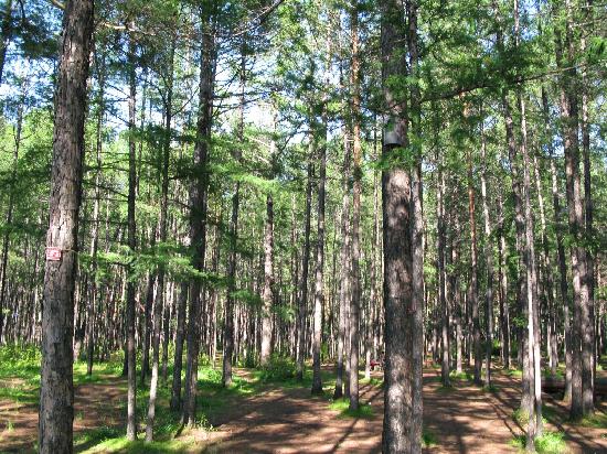 Songyuan Forest Park