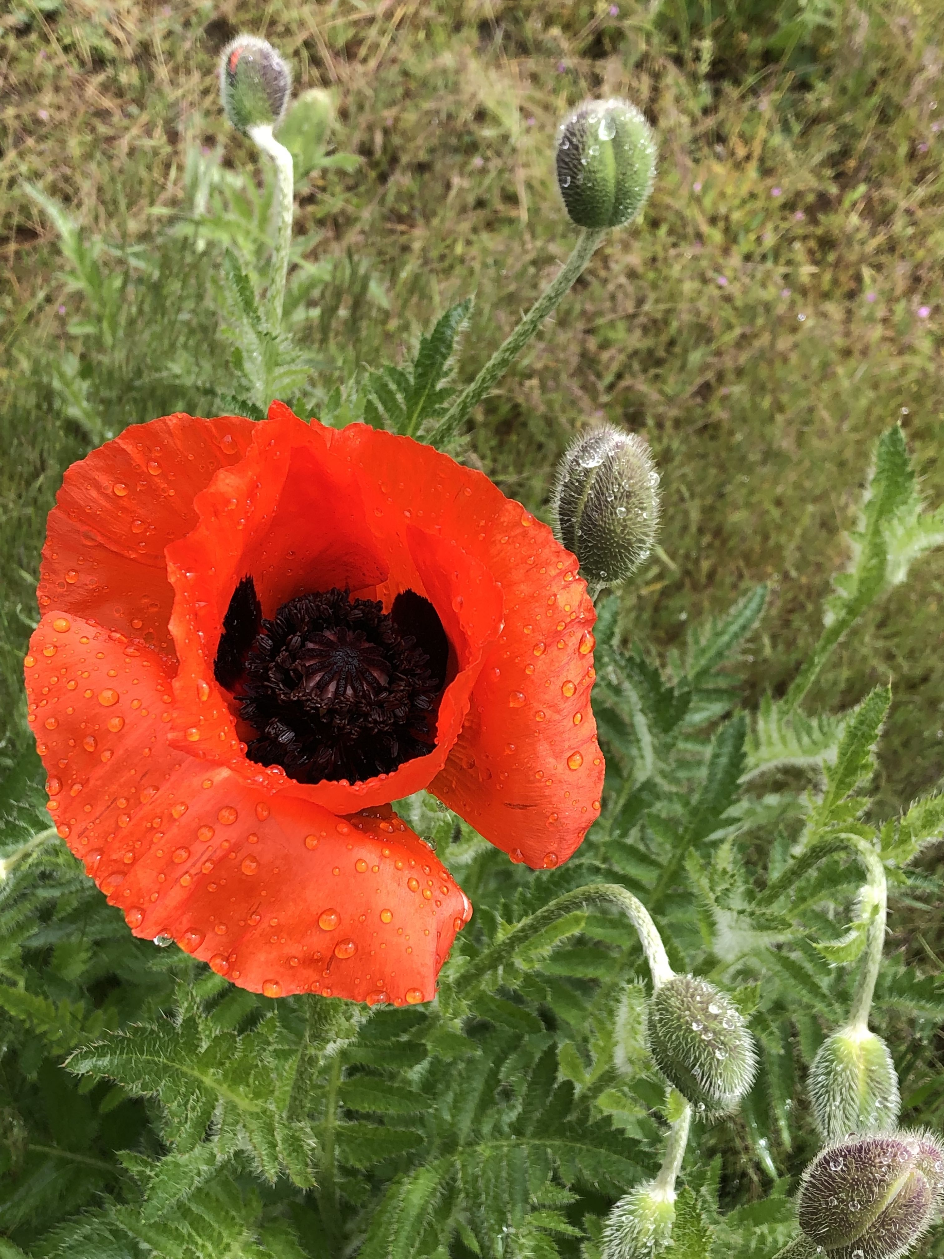 Wild Poppy Garden