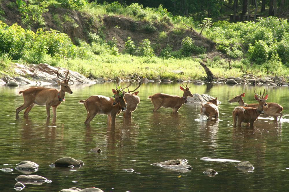 Longrui Nature Reserve