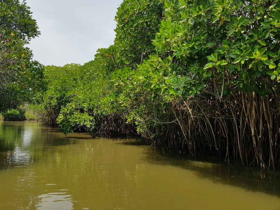 Wuli Mangrove Forest Reserve