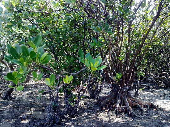 Zhanjiang Mangrove Forest