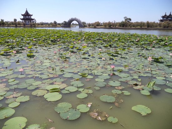 Longfeng Marsh