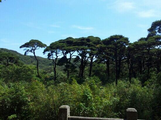 Laoshanjie Virgin Forest
