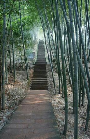 Guizhou Bamboo Forest
