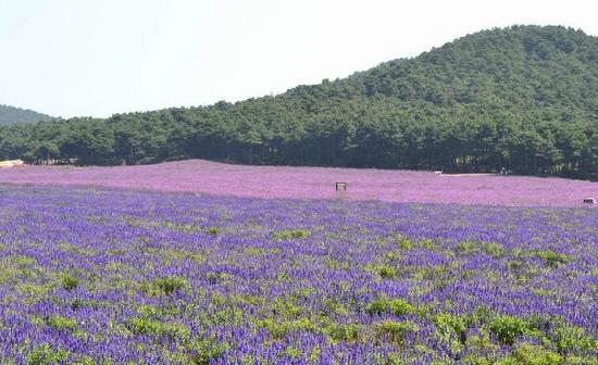Shenyang Purple Vapor Lavender Manor