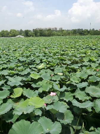 Caoyu Park