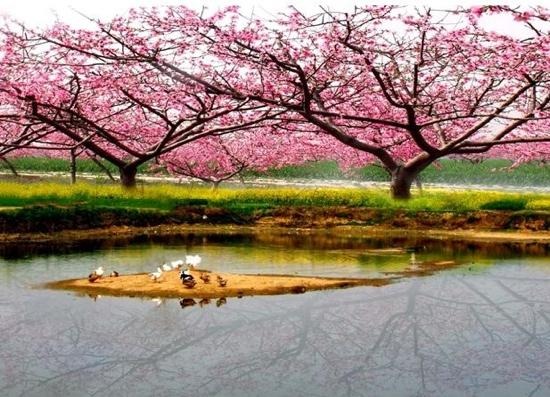 The Peach Garden