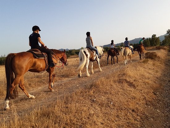 Cossu Quarter Horses