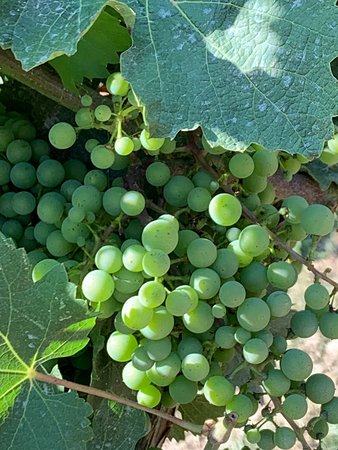 Podere Pellicciano - Agrisole