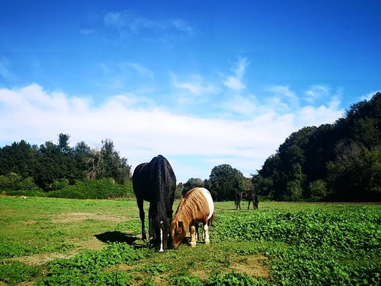 Storie di Campagna