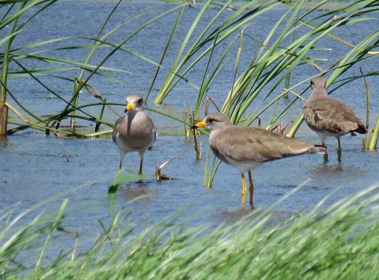 Kaio Bird Park