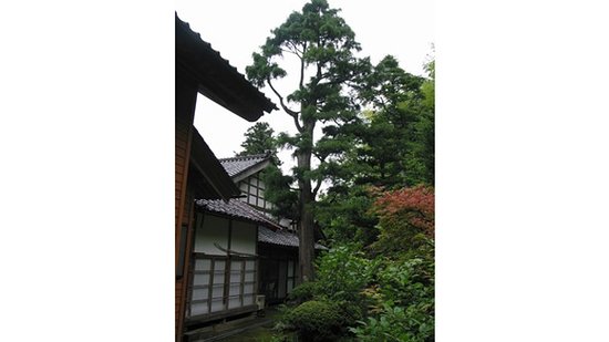Silver Birch Tree at Myokaku-ji Temple