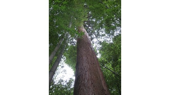 Giant Japanese Cedar Tree in Mukaihara