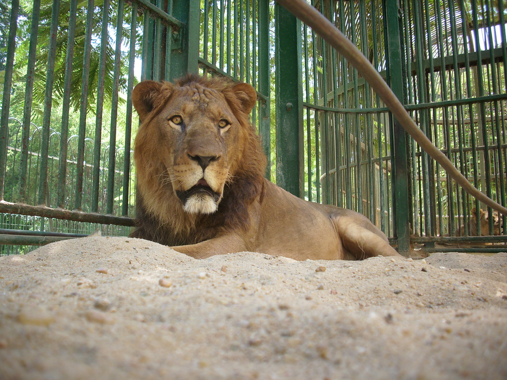Giza Zoo