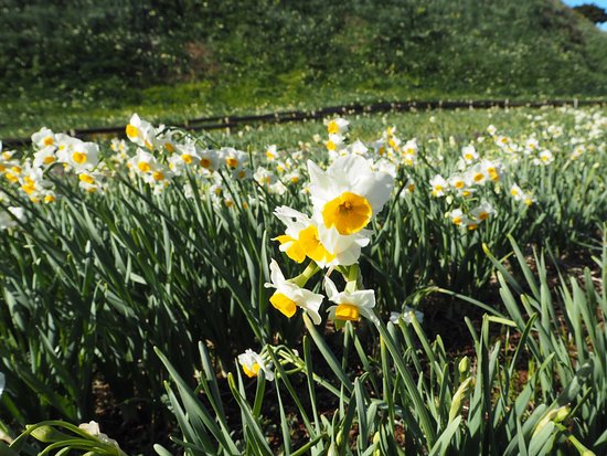 Tsumekizaki Narcissus Festival