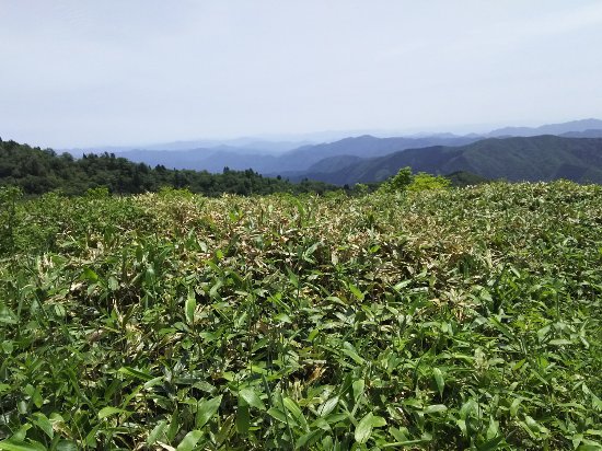 Mt. Jippo