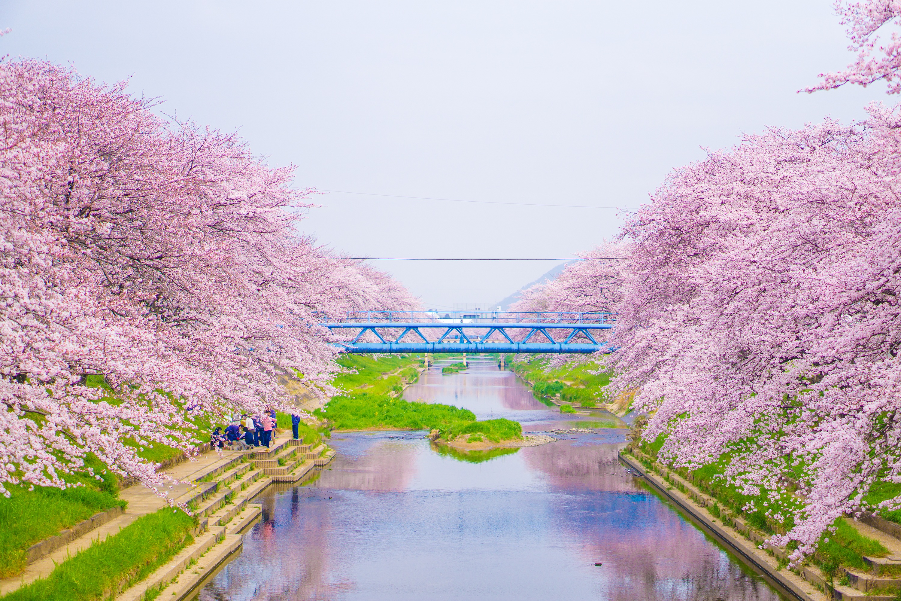 Chitose River Cherry Blossoms