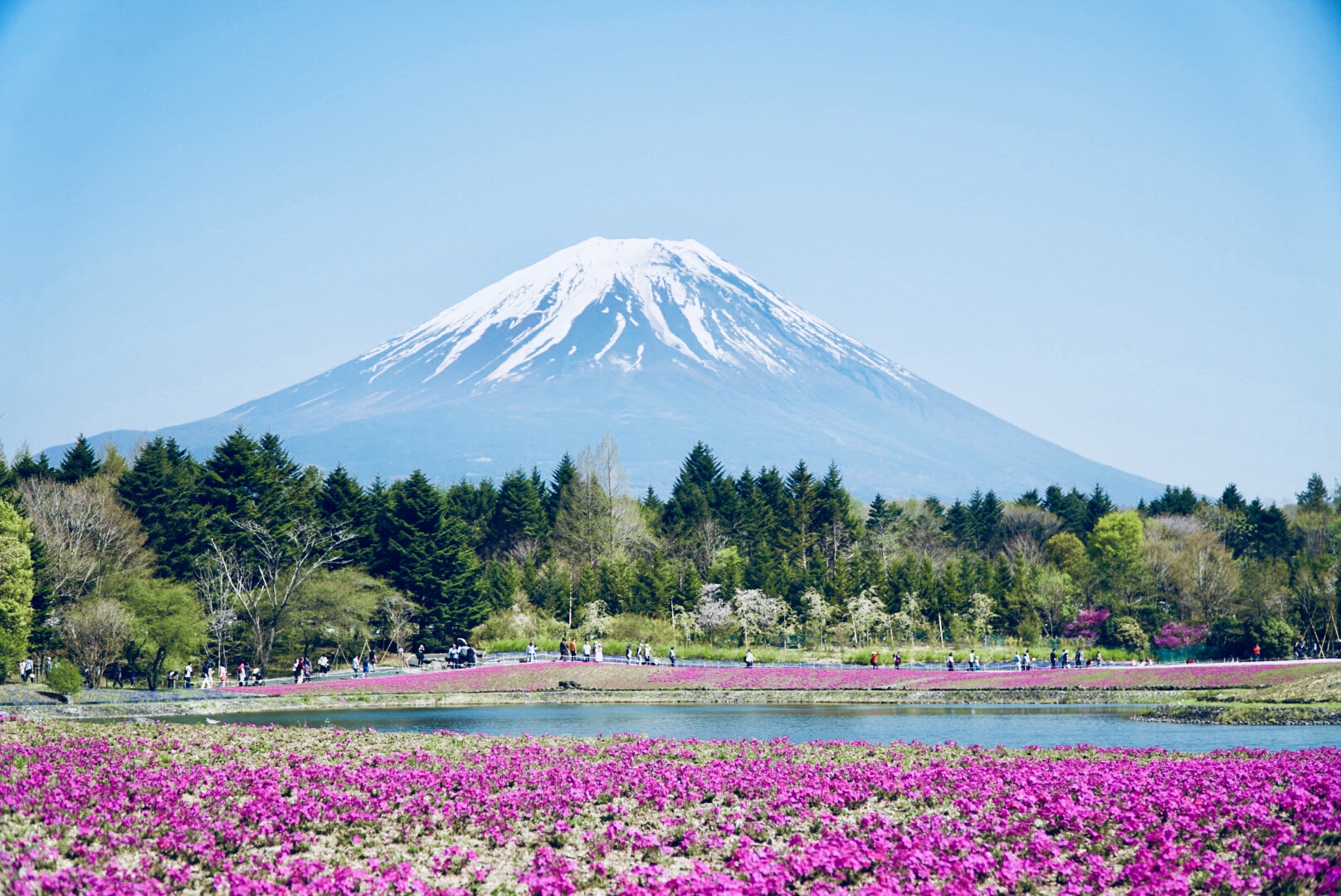 Fuji Honchodori