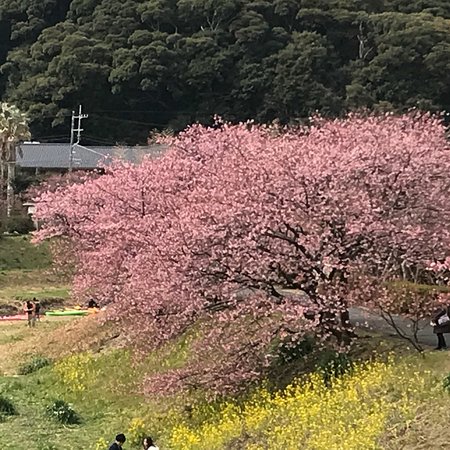 Minamino Cherry Blossom and Nanohana Festival