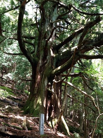 Japanese Cedar Tree of Shiranuta
