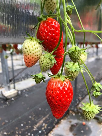 Strawberry Land Nakanishi