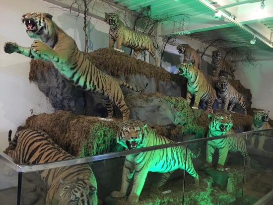 The Cat Museum