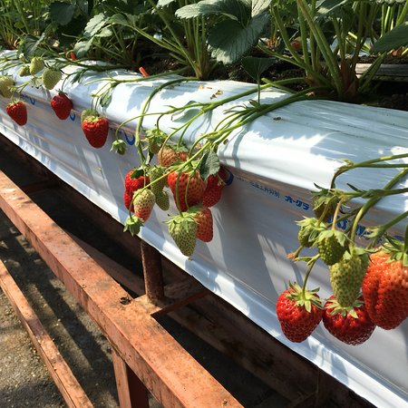 Ootomi Farm