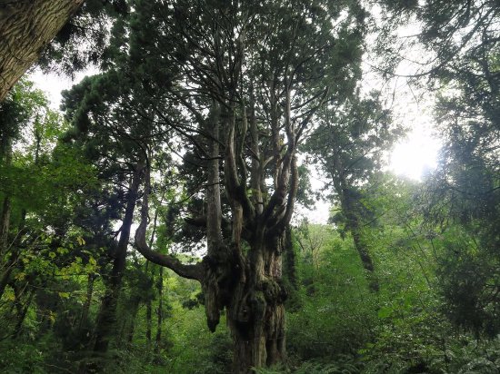 Pine Tree, Chichi