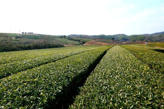 Fujigouchi Tea Plantation