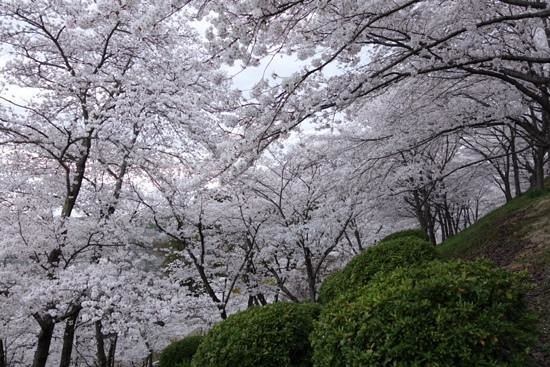Handayama Botany