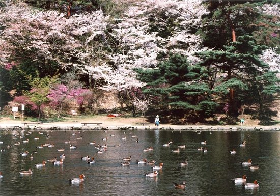 Miyama Park