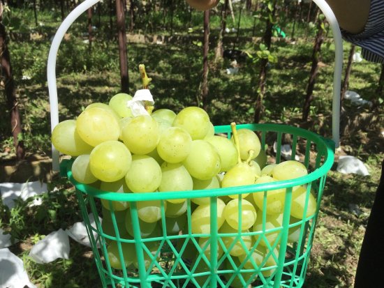 Hooyuran Orchards