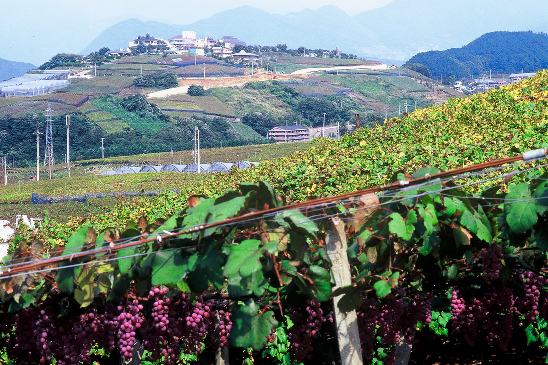 Oizumi Winery of Katsunuma