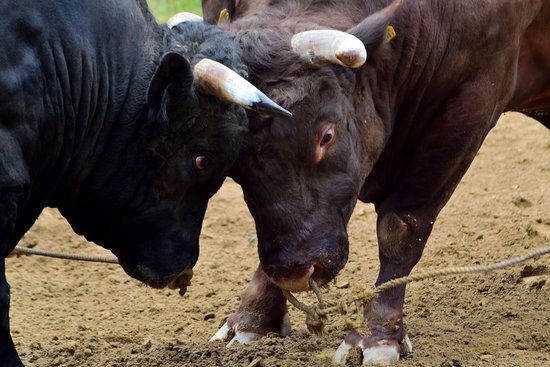 Yamakoshi Bullring