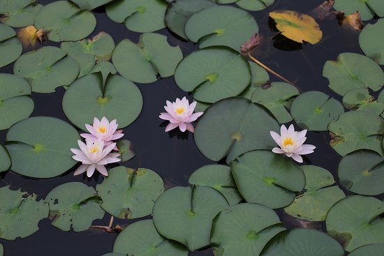 Omatsu no Ike Pond