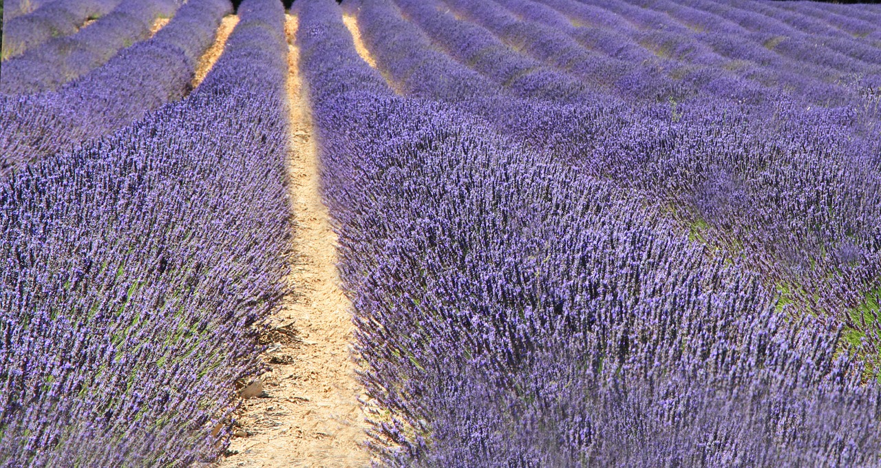 Lavender Beach