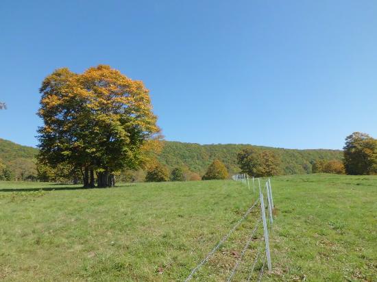 Sasagamine Farm