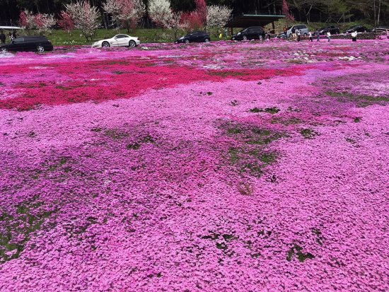 Moss Phlox of Kunita Family