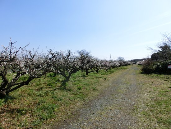 Minamino Plum Garden