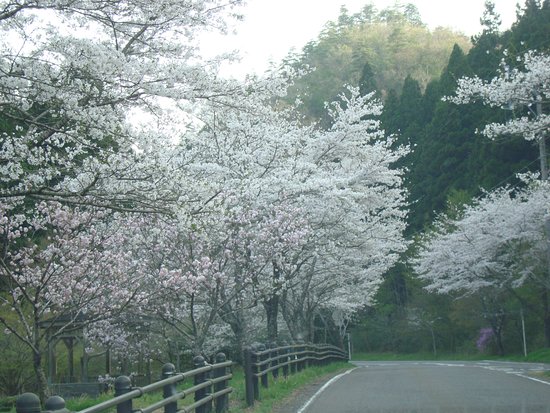 Teraogaharasenbon Sakura Park