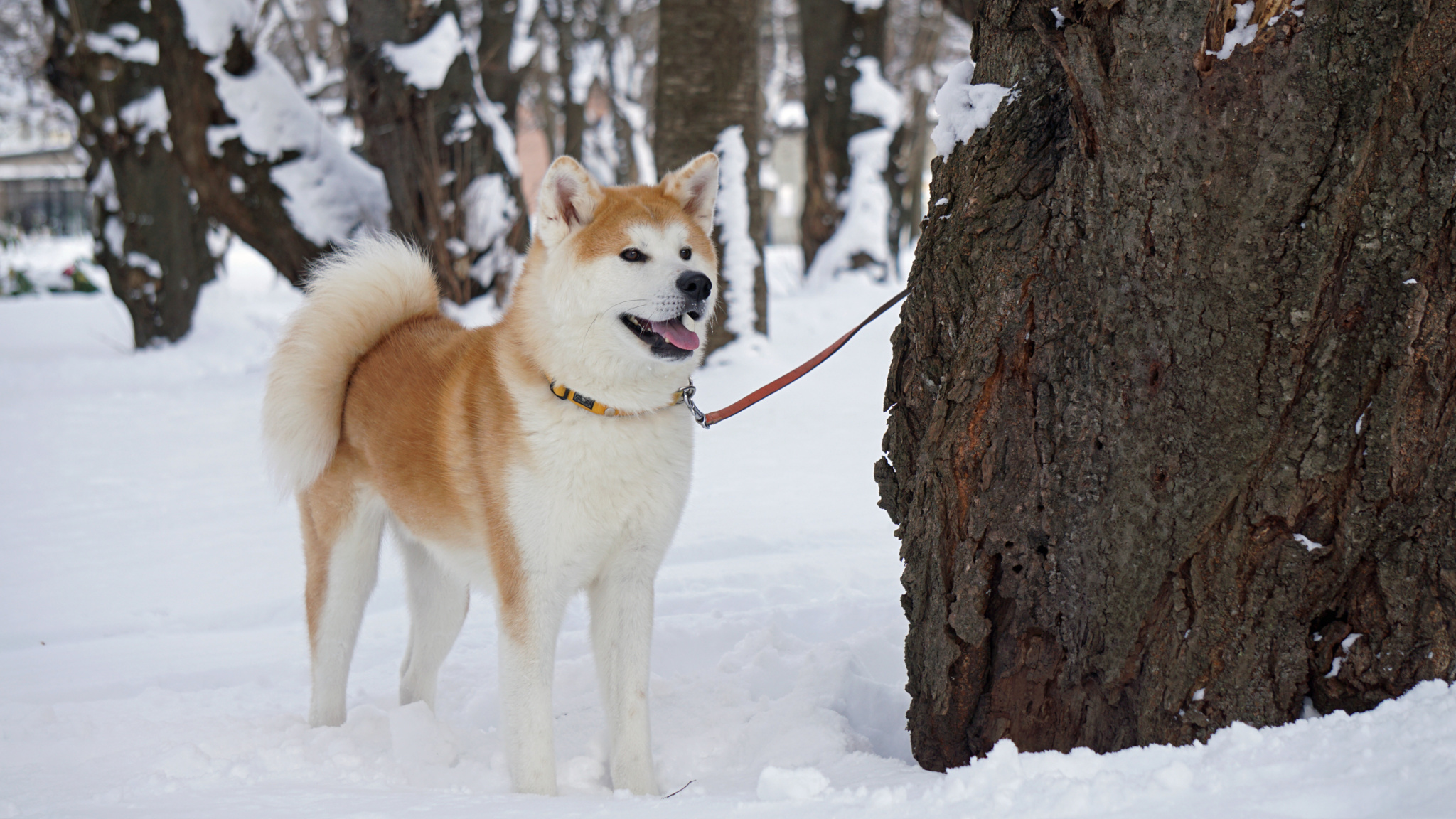 Akita Inu no Sato